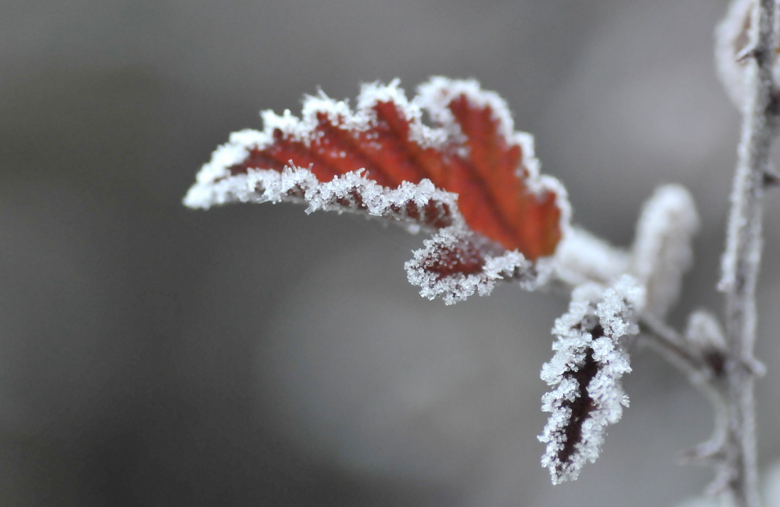 ミクロの視點(diǎn)で見(jiàn)る「立冬」