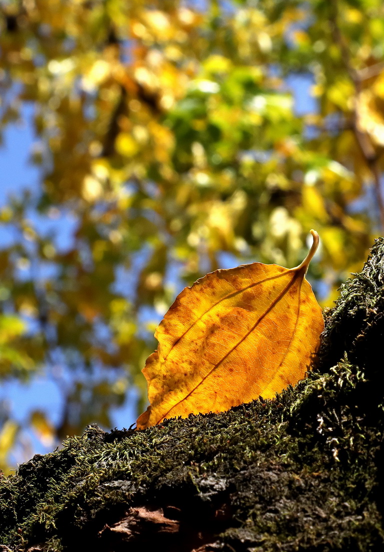 ミクロの視點(diǎn)で見る「立冬」