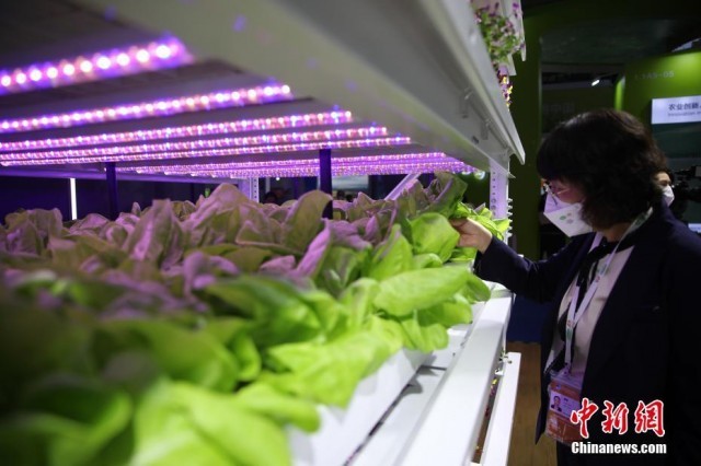 第5回輸入博　農(nóng)作物種子業(yè)専門エリアを初めて設(shè)置