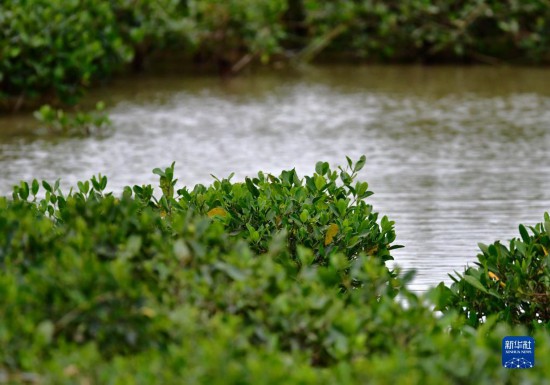 「鳥の楽園」閩江河口濕地を訪ねて　福建省