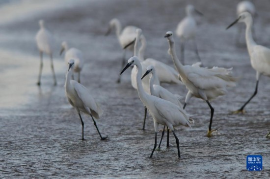 「鳥(niǎo)の楽園」閩江河口濕地を訪ねて　福建省