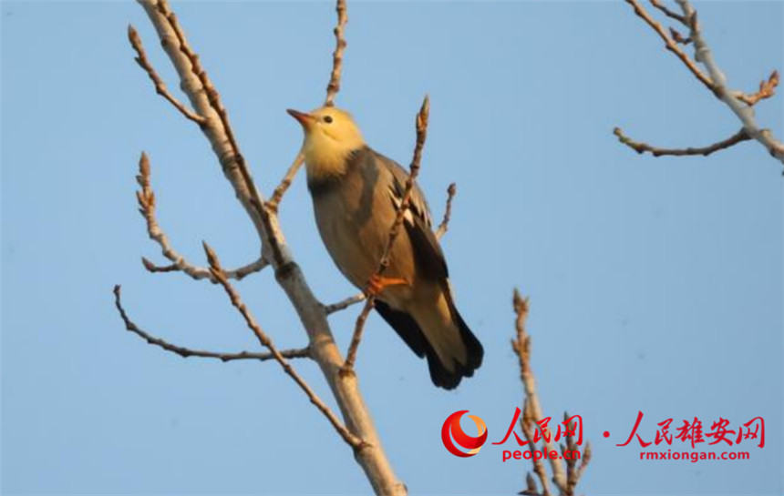 ギンムクドリ（撮影?霍達(dá)）。