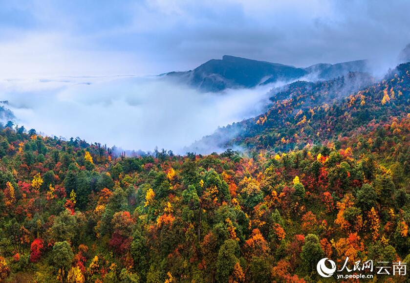 野山一面が色づき、青々とした木々の合間に赤や黃色に染まった木々が點(diǎn)在する小草壩（撮影?趙昱）。