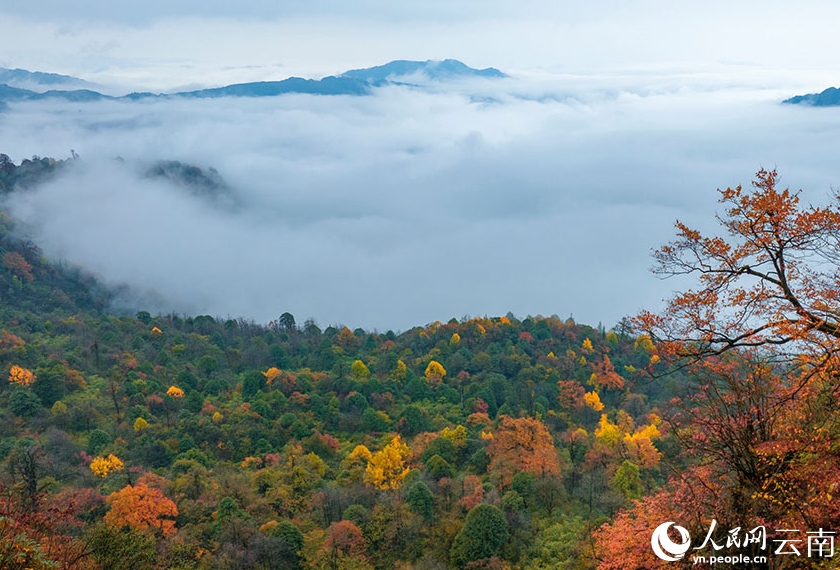 秋一色の雲(yún)南省彝良　艶やかに色づく木々
