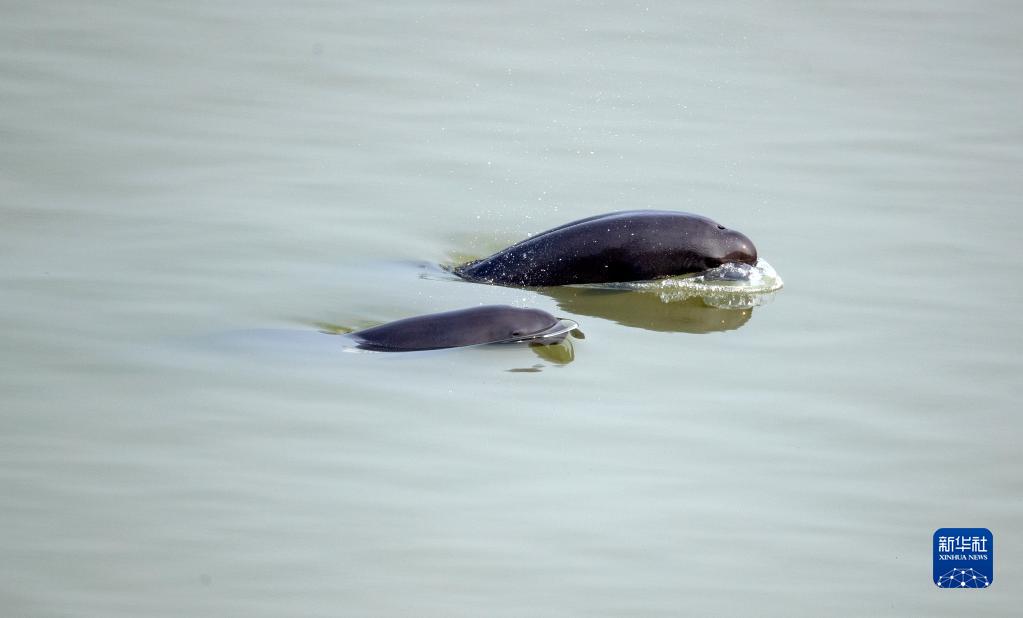 長(zhǎng)江葛洲ダムの下流水域で泳ぎ戯れる長(zhǎng)江スナメリ　湖北省