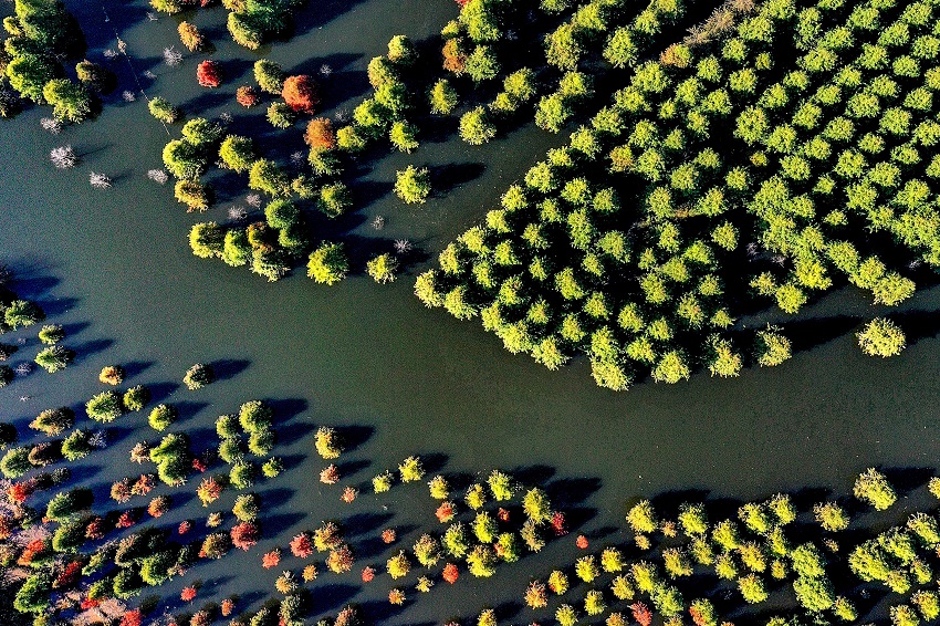赤みを増して美しく色づく濕地のメタセコイア　雲(yún)南省昆明