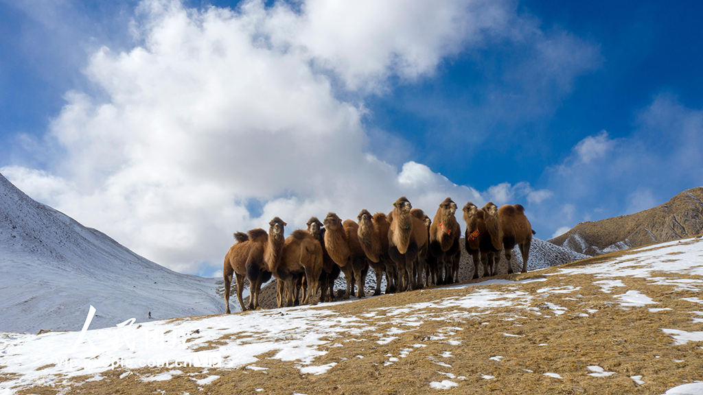越冬のための移動を行うラクダ（撮影?高宏善/寫真著作権は人民図片が所有のため転載禁止）。