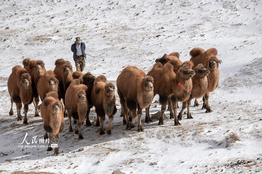 越冬のためラクダを移動させる牧民　甘粛省阿克塞