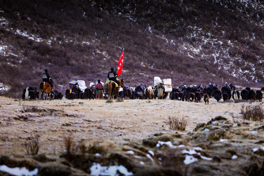 標高4千メートルの草原で、ヤクを追い立てながら移動する石渠県の警察官たち（寫真提供?甘孜蔵族自治州公安局）。