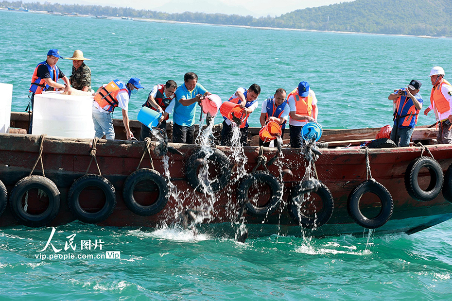 増殖放流で生態(tài)系を保護　海南省三亜