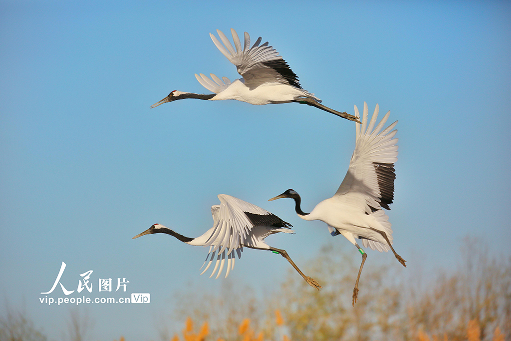 間近で楽しむタンチョウの美しさ　甘粛省張掖