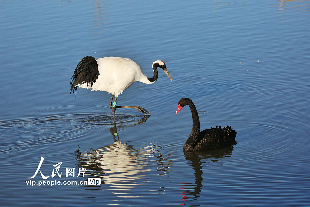 間近で楽しむタンチョウの美しさ　甘粛省張掖