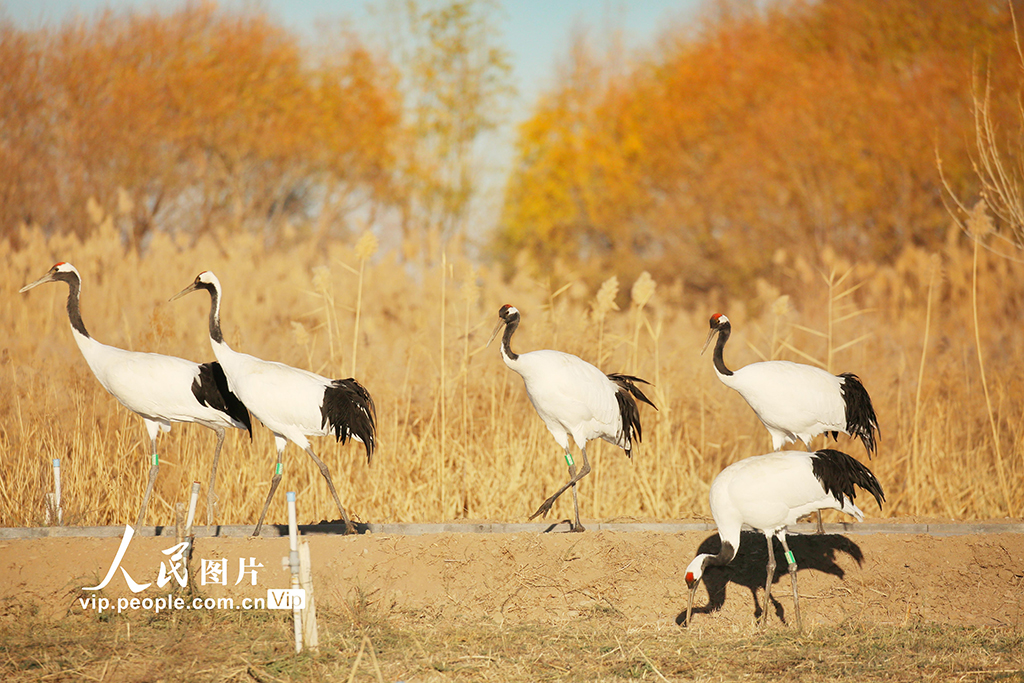 間近で楽しむタンチョウの美しさ　甘粛省張掖