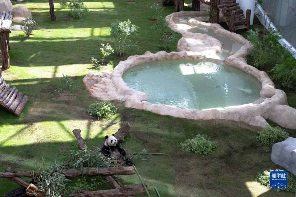 サッカーW杯開幕控え、パンダ「京京」と「四?！工喂_開始　カタール