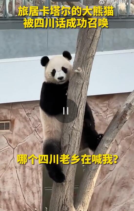 カタールのパンダ飼育員が四川方言を猛勉強(qiáng)中！その訳は？