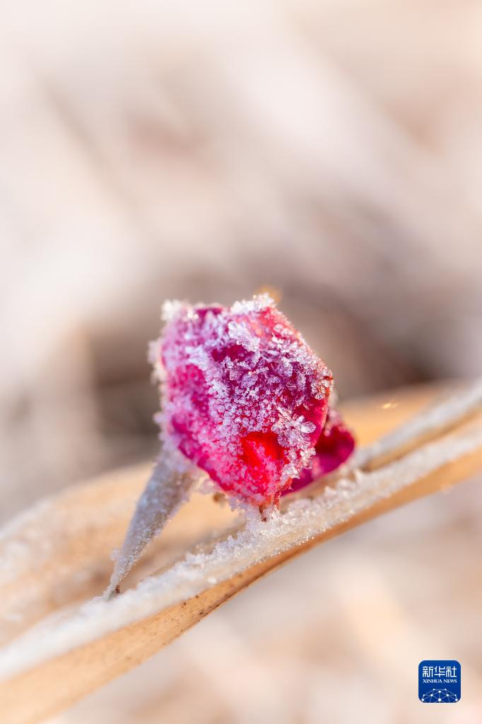 11月22日は二十四節(jié)気の「小雪」