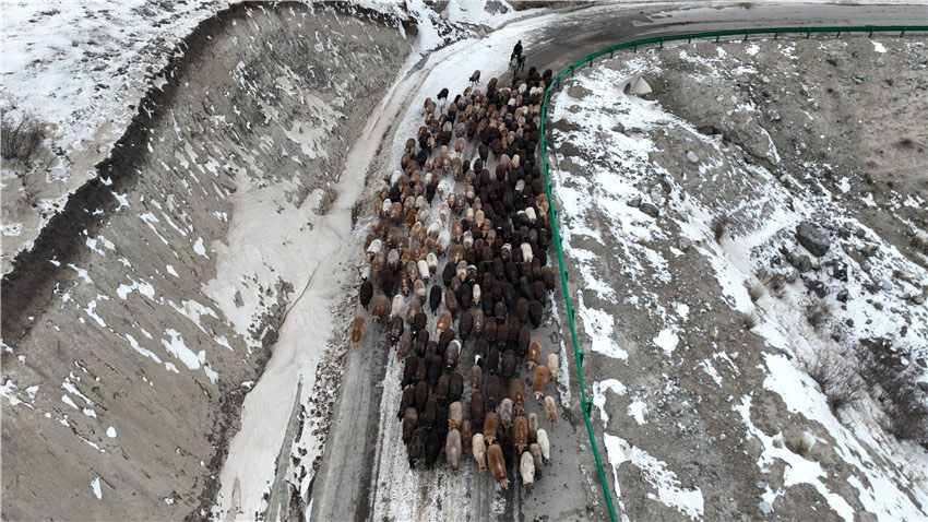 家畜27萬7千頭を冬の牧場へ！　新疆昭蘇県