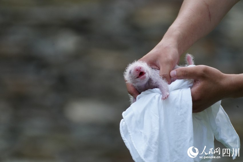 雙子の赤ちゃんパンダが阿壩蔵族羌族自治州のイメキャラに