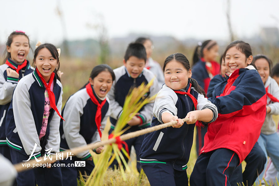 「田んぼで運動會」に參加する生徒たち（撮影?王正/寫真著作権は人民図片が所有のため転載禁止）。