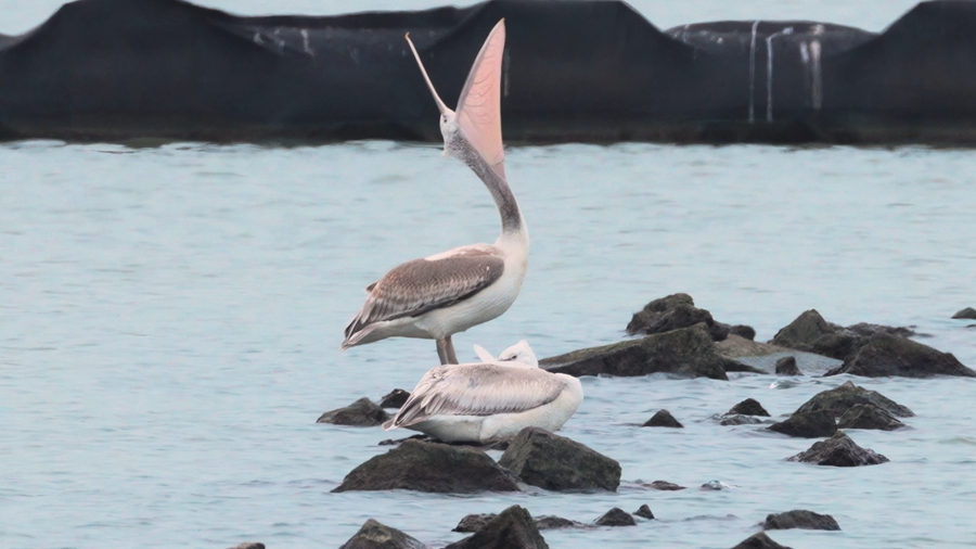 ニシハイイロペリカンが大渓港濕地公園に飛來(lái)　江蘇省無(wú)錫