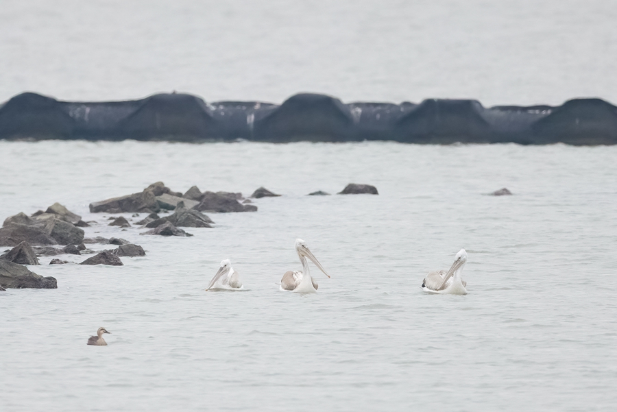 ニシハイイロペリカンが大渓港濕地公園に飛來(lái)　江蘇省無(wú)錫
