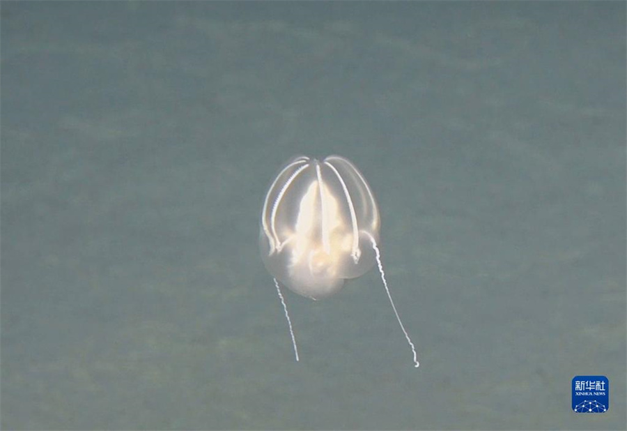 中國とNZの科學(xué)調(diào)査者、ケルマデック海溝の最深部に到達(dá)