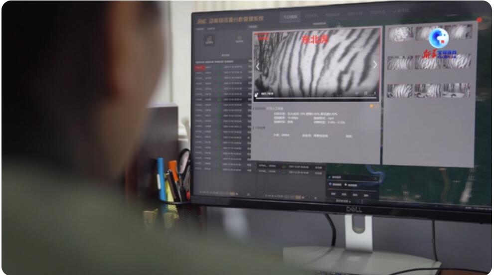 アムールトラの數(shù)の回復(fù)を見守ってきた「戸籍登録官」