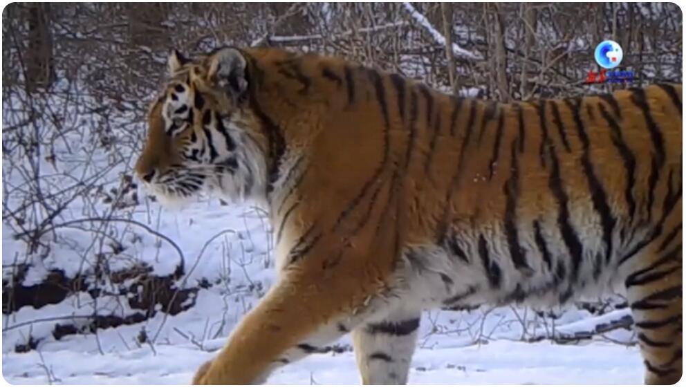 アムールトラの數(shù)の回復(fù)を見守ってきた「戸籍登録官」