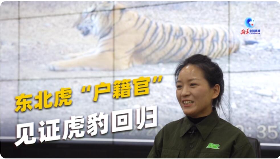 アムールトラの數(shù)の回復(fù)を見(jiàn)守ってきた「戸籍登録官」