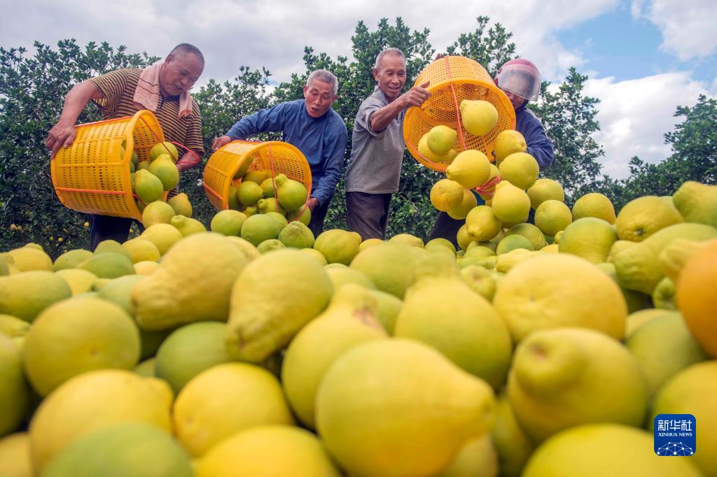 豊作迎えたブンタンが農(nóng)家の増収をけん引　湖南省道県