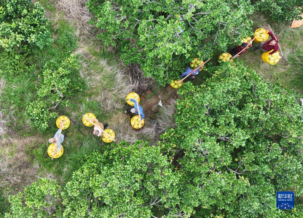 永州市道県梅花鎮(zhèn)赤源村ブンタン栽培拠點でブンタンを運ぶ村人（11月28日ドローンによる撮影?蔣克青）。