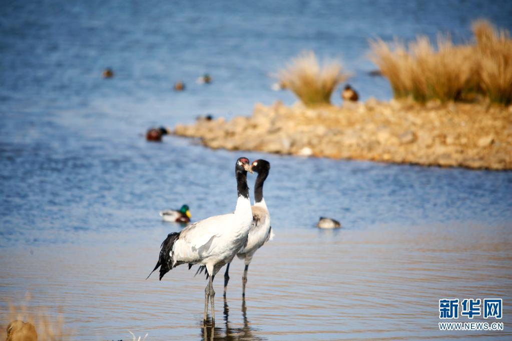 雲(yún)南省の大山包濕地、越冬するオグロヅルが2260羽で過(guò)去最多に
