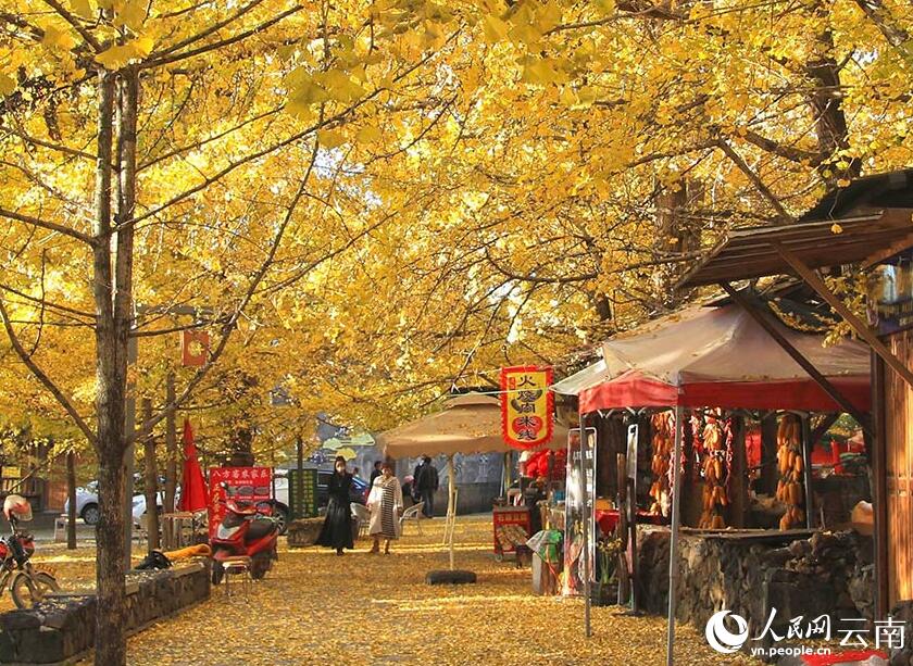 雲(yún)南省騰衝市でイチョウで黃金色に染まる古村（撮影?劉正凡）。