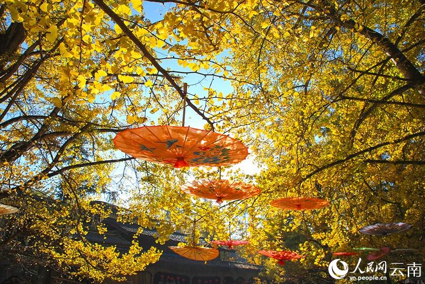 イチョウで黃金色に染まる古村　雲南省騰衝