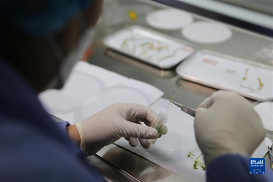 中國、世界初の稲の種から種の全ライフサイクル宇宙培養(yǎng)実験