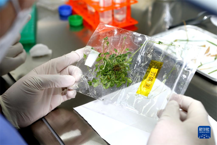 中國、世界初の稲の種から種の全ライフサイクル宇宙培養(yǎng)実験