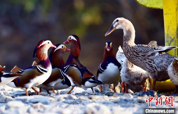 濕地公園に生息するオシドリのつがいは數(shù)百組に　湖北省南漳