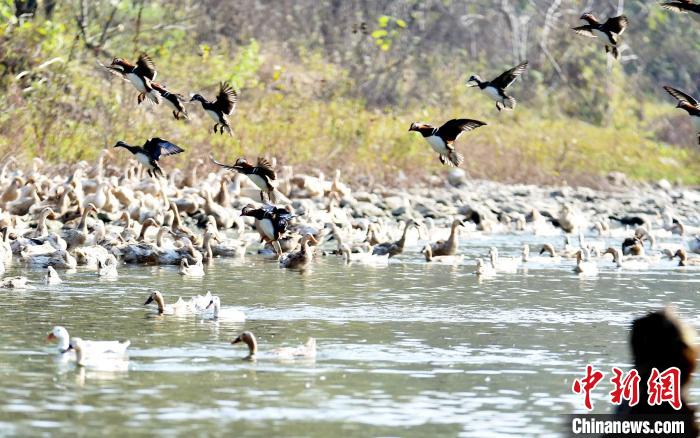 濕地公園に生息するオシドリのつがいは數(shù)百組に　湖北省南漳