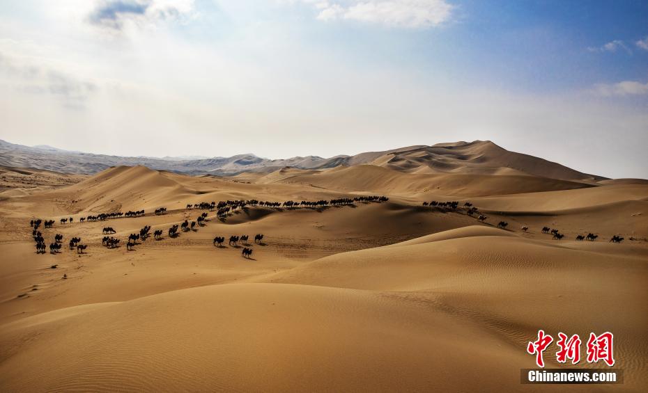 圧巻！バダインジャラン砂漠のラクダの大移動(dòng)　內(nèi)蒙古