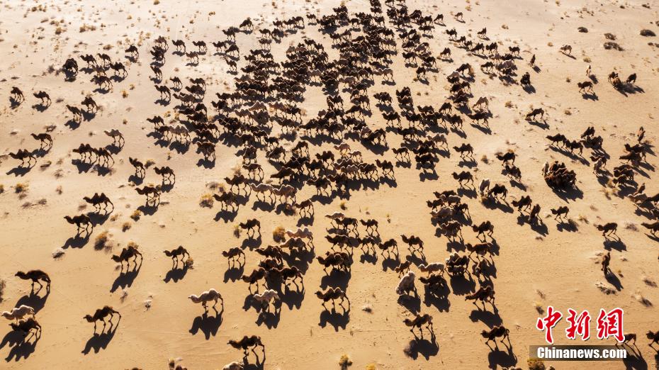 圧巻！バダインジャラン砂漠のラクダの大移動　內(nèi)蒙古