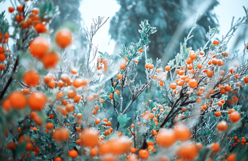 江西省撫州市南豊県に現(xiàn)れた「雨氷」。氷に覆われたミカン（撮影?謝衛(wèi)民）。