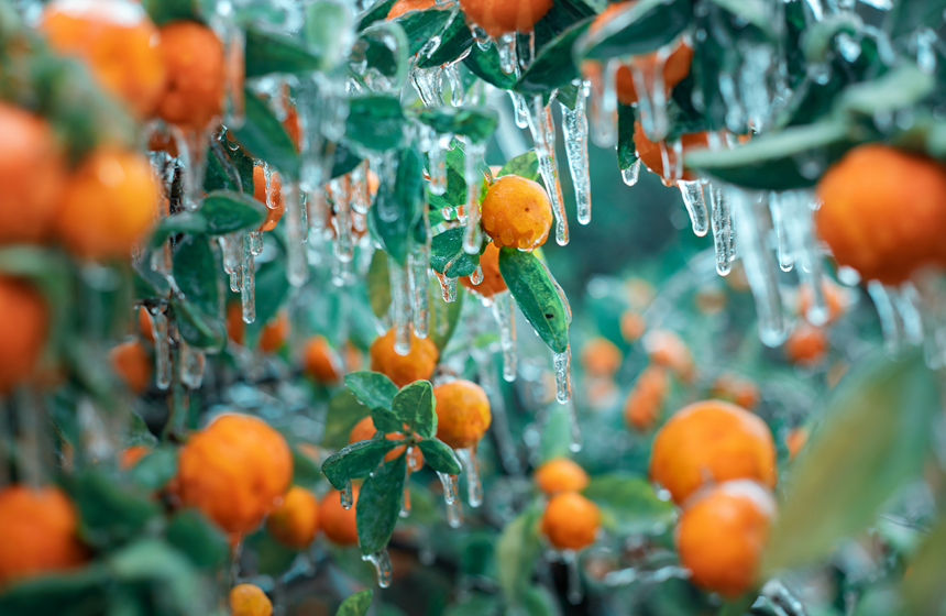 強(qiáng)い寒気の影響で「雨氷」現(xiàn)る　江西省南豊