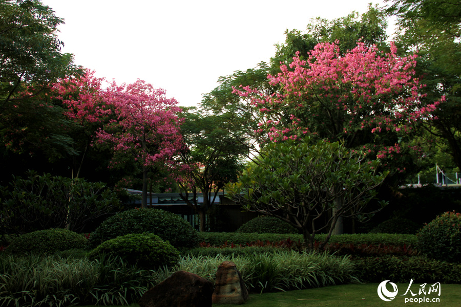 白鷺洲公園で「冬の花見」、トックリキワタが満開　福建省廈門