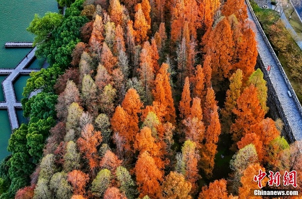 メタセコイアが彩る玄武湖の冬景色　江蘇省南京