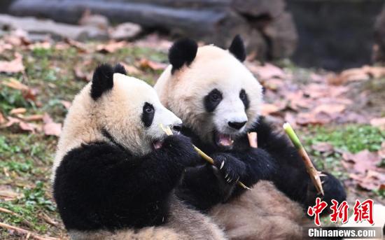 食事を楽しむジャイアントパンダ（撮影?安源）。