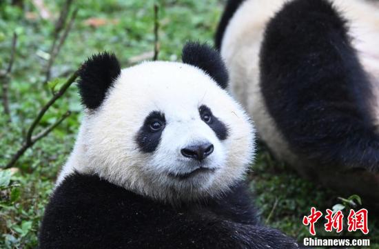 寒い冬もへっちゃら！可愛らしいジャイアントパンダ　四川省