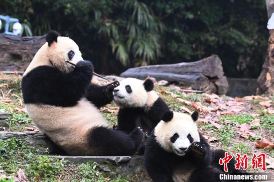 寒い冬もへっちゃら！可愛(ài)らしいジャイアントパンダ　四川省