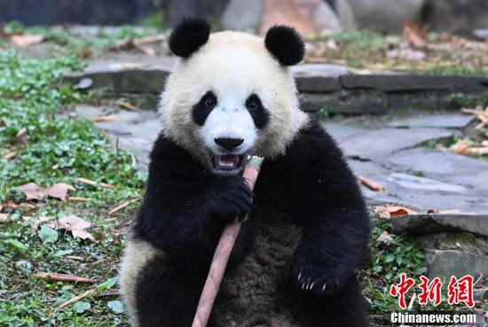 寒い冬もへっちゃら！可愛らしいジャイアントパンダ　四川省
