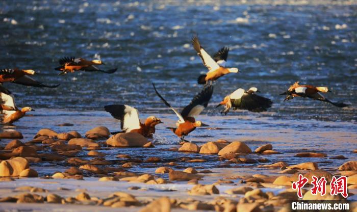 瀾滄江の岸辺で越冬するアカツクシガモ　青海省