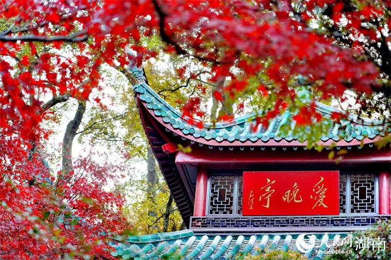 愛晩亭の傍に広がる「紅葉」の絶景（撮影?李芳森）。